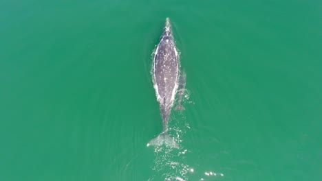 Toma-De-Avión-Centinal-Aéreo-De-Una-Ballena-Gris-Con-Su-Cría-En-La-Laguna-Ojo-De-Liebre,-Reserva-De-La-Biosfera-De-El-Vizcaino,-Baja-California-Sur