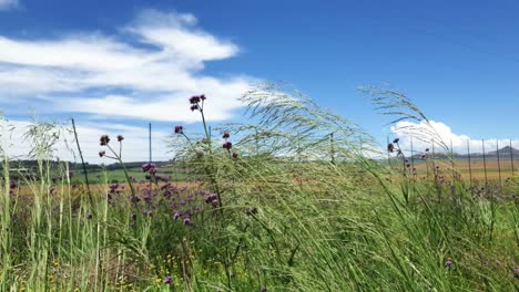 tall purple periwinkle flowers and tall grass field slowly swaying and moving as the wind blows side to side, very calming and peaceful nature scene