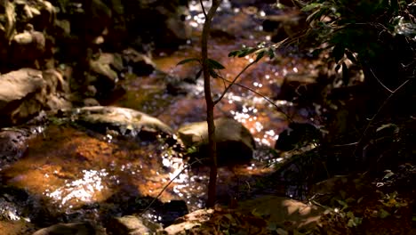 Ein-Ruhiger-Wasserstrahl-Fließt-In-Die-Ferne,-Während-Wir-Beobachten,-Wie-Die-Pflanzen-Und-Steine-Umhertanzen-Und-Eine-Ruhige-Aufnahme-Und-Atmosphäre-Schaffen