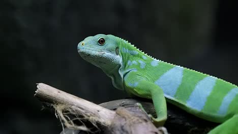 a beautiful green fuji banded iguana observing it's environment - close up