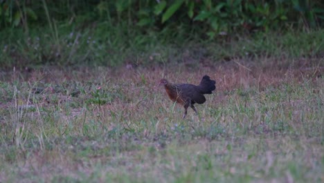 Aves-De-La-Selva,-Gallus-Caminando-Hacia-La-Izquierda-Buscando-Algo-De-Comida-Justo-Antes-Del-Anochecer-En-El-Parque-Nacional-Khao-Yai,-Tailandia