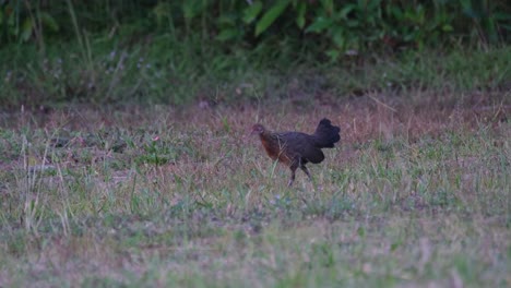 aves de la selva, gallus caminando hacia la izquierda buscando algo de comida justo antes del anochecer en el parque nacional khao yai, tailandia