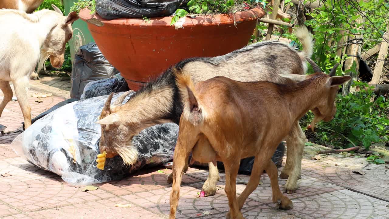 큰 비 근처 의 쓰레기 를 고 있는 염소 들