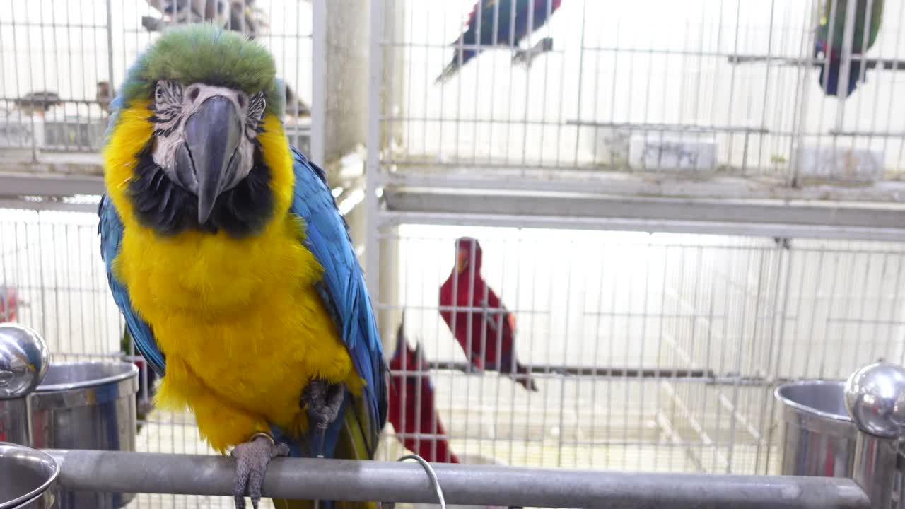 Close-up of a Blue and Yellow Macaw Parrot in a Cage