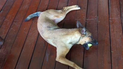 happy belgian shepherd, canis lupus familiaris lying down on the outdoor deck, wagging her tail, chewing and biting its tennis ball, close up shot