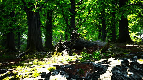 Wunderschönes-Hellgrünes-Moos-Bedeckt-Die-Rauen-Steine