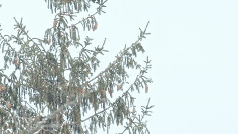 heavy snow storm in a pine forest