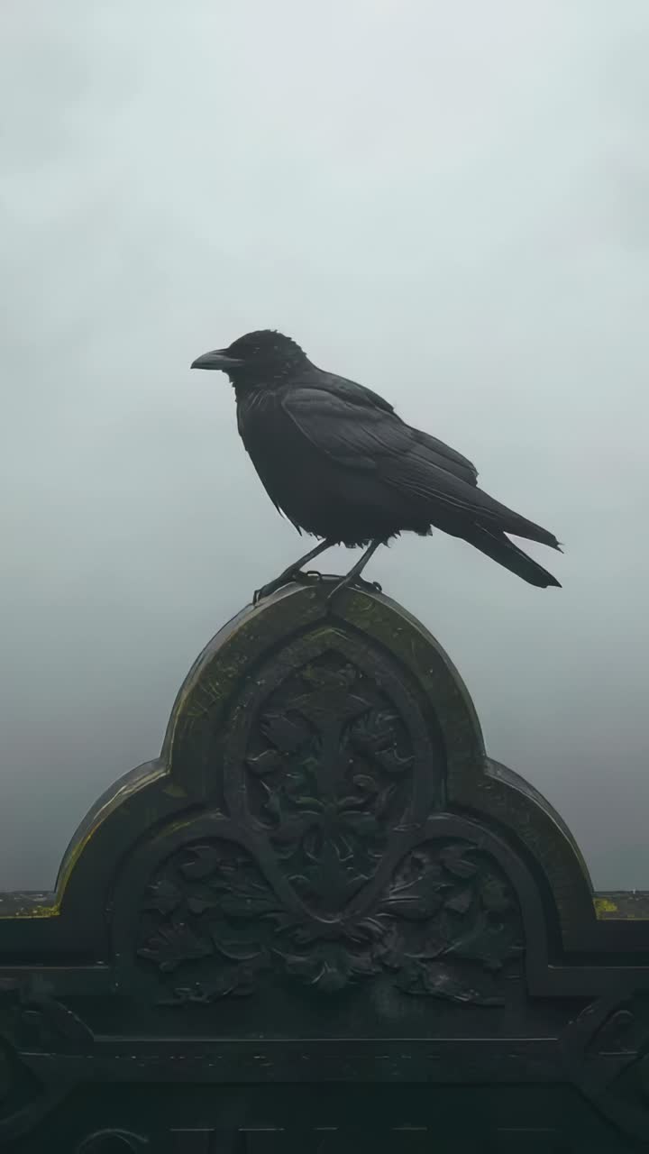 Vertical video: Noticing below, black corvid tilting head and peering on finial at grave, moss