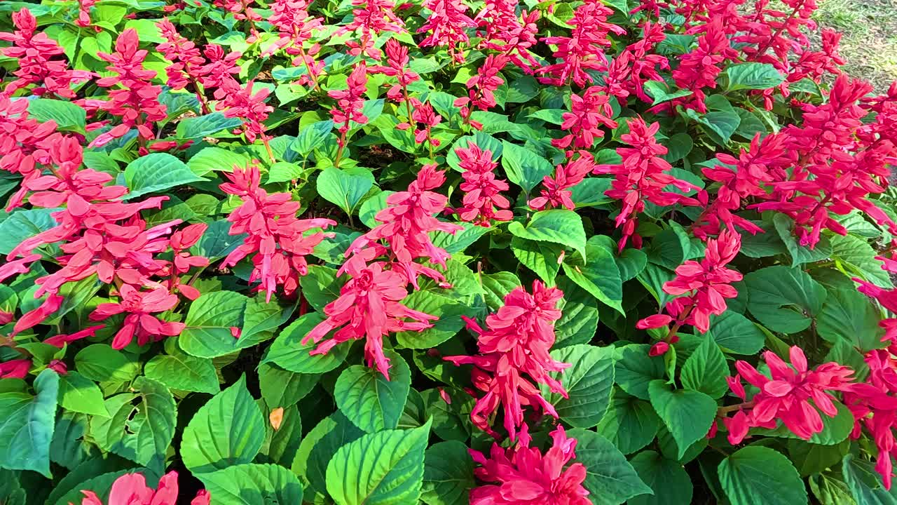 푸른 잎자루 속 에 활기찬 은 꽃 들