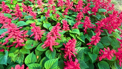 vibrant red flowers in lush green foliage