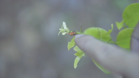 A-finger-is-teasing-an-insect---Brown-cricket-with-long-antenna-crawling-on-a-green-leave