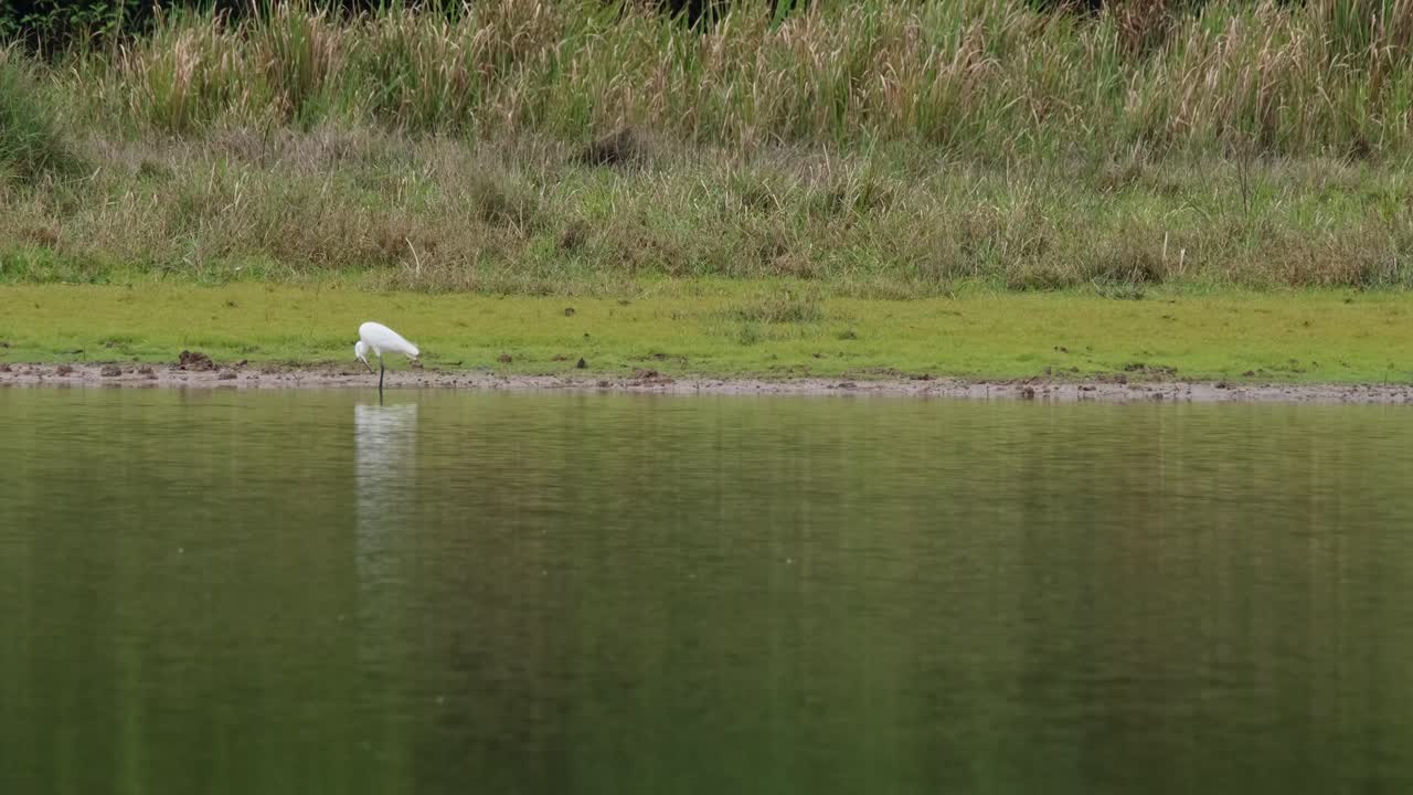 프레임의 왼쪽을 향해 걷는 모습이 멈추고 가는 모습을 본 다음 손질합니다.