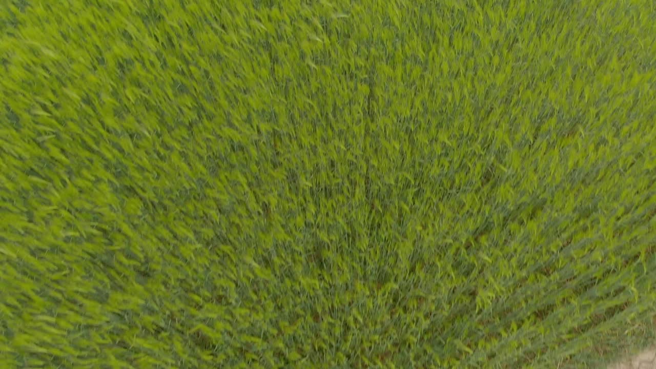 cosecha de cebada cultivos vigilancia aérea de curlandia letonia