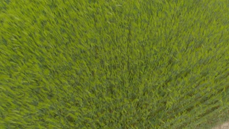 barley harvest crops aerial surveillance of courland latvia