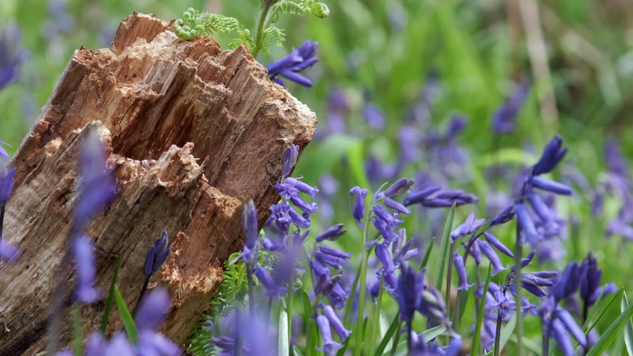 영국 워릭셔, 영국 숲 바닥에 섬세한 봄 블루벨 꽃이 활짝 피었습니다.