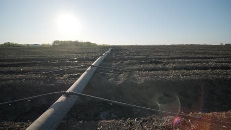 irrigation system on agricultural land. water saving drip irrigation system being used in a field.