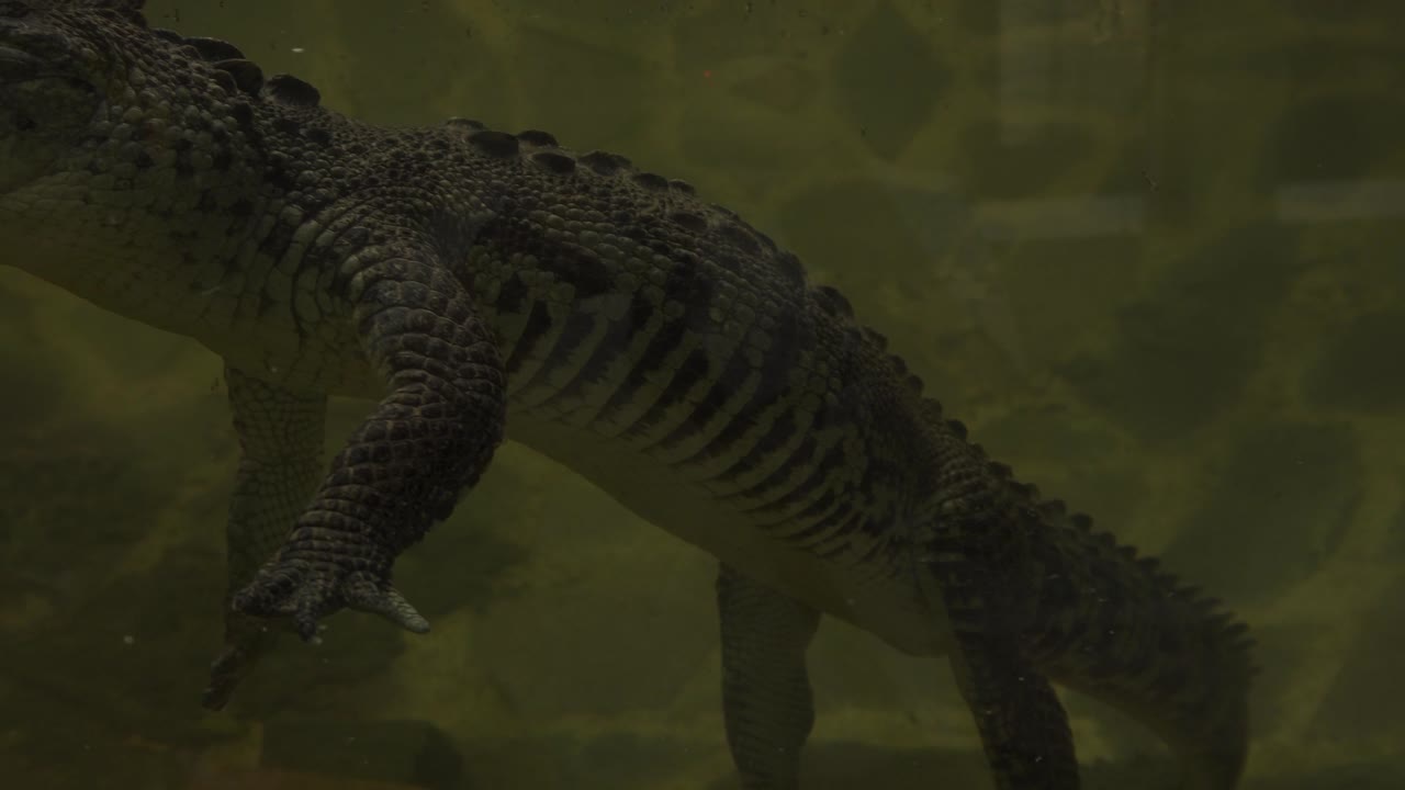 투명한 연못에서 쉬고 있는 악어