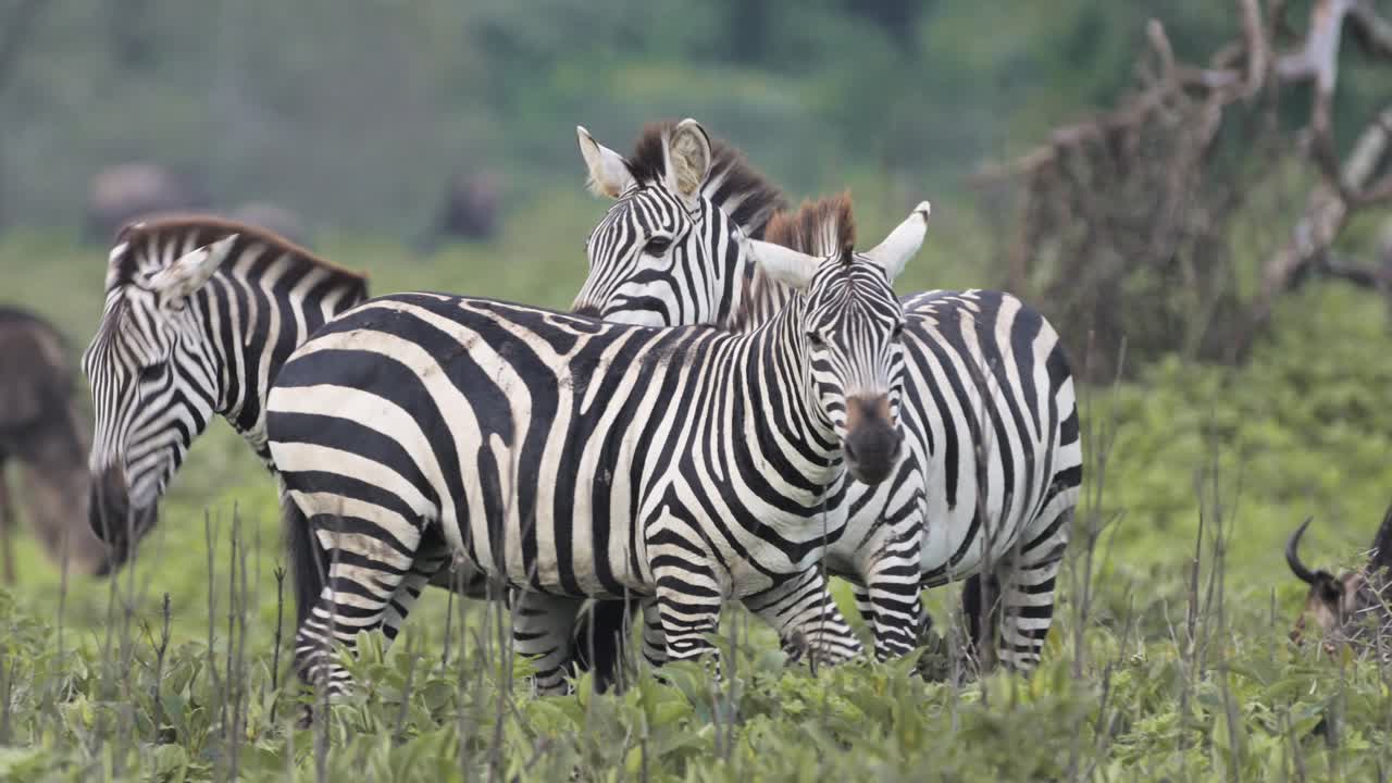 Slow Motion Zebras Bucking and Fighting in a Herd, Zebra in a Fight Bucking Hind Legs in Serengeti in Tanzania in Africa, Migrating during Great Migration on African Animals Wildlife Safari