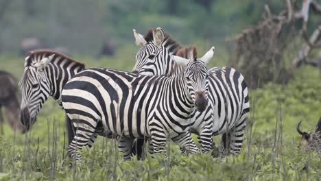 Slow-Motion-Zebras-Bucking-and-Fighting-in-a-Herd,-Zebra-in-a-Fight-Bucking-Hind-Legs-in-Serengeti-in-Tanzania-in-Africa,-Migrating-during-Great-Migration-on-African-Animals-Wildlife-Safari