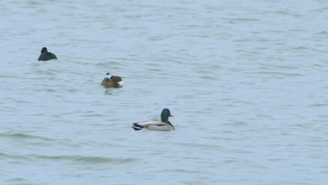 Long-tailed-ducks-flock-swimming-in-water-and-looking-for-food,-overcast-day,-distant-medium-shot