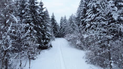 Vuelo-Aéreo-Hacia-Bosques-De-Pinos-Peludos-Durante-El-Invierno-En-El-Campo-De-Froideville,-Cantón-De-Vaud,-Suiza