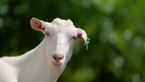 saanen goat female head close-up with green marking in eye at farmland against leafy tree blurred background