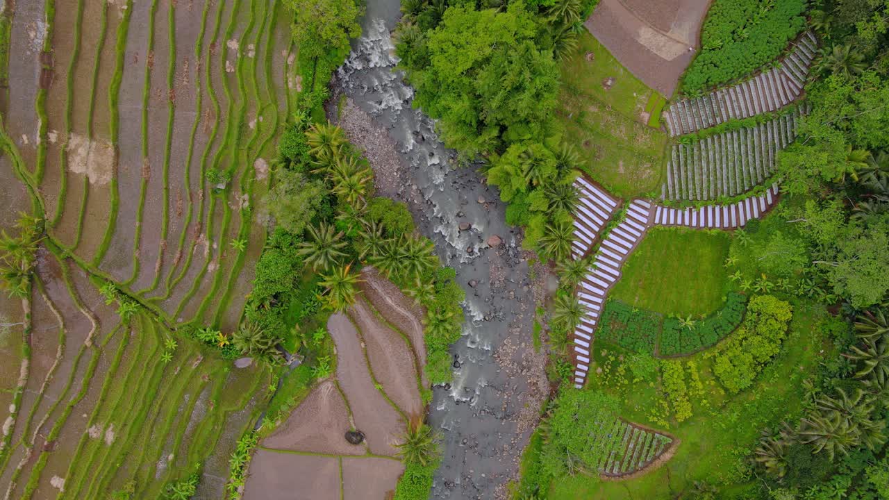 fotografía aérea con drones de un río rocoso en medio de un campo de arroz - asia