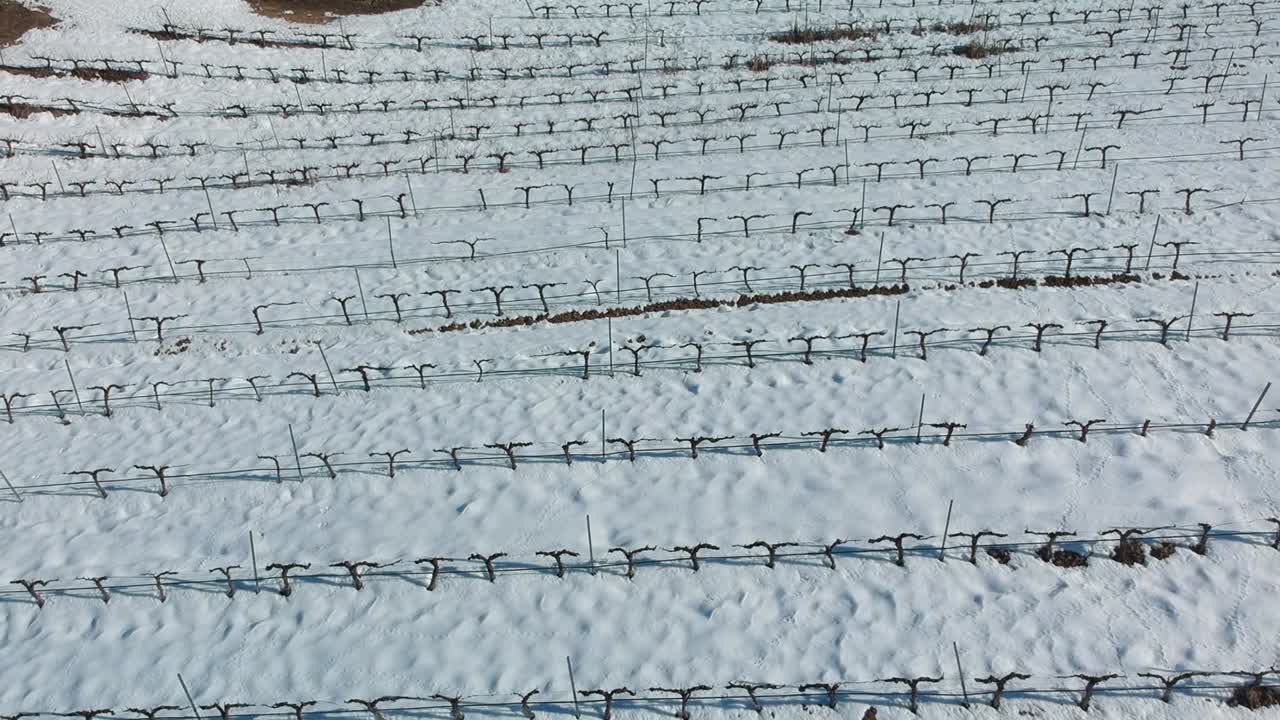 Ripresa aerea di un vigneto in inverno, con il terreno coperto di neve.