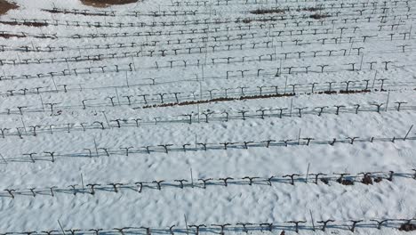 An-aerial-shot-of-a-field-of-vineyards-in-winter,-with-the-ground-covered-with-snow