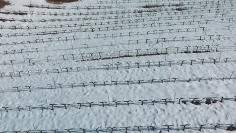una toma aérea de un campo de viñedos en invierno, con el suelo cubierto de nieve