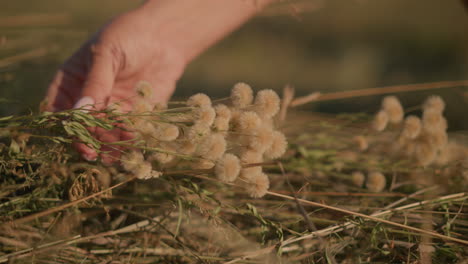 close up of hand gently dropping wild flowers back into grassy field, with focus on delicate movement and natural textures of dried grass and wild blooms under warm sunlight