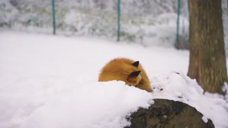 Red-Fox-Sleeping-in-the-Snow-of-Miyagi-Prefecture,-Japan