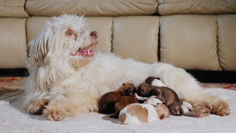 perro alimentando cachorros recien nacidos 05