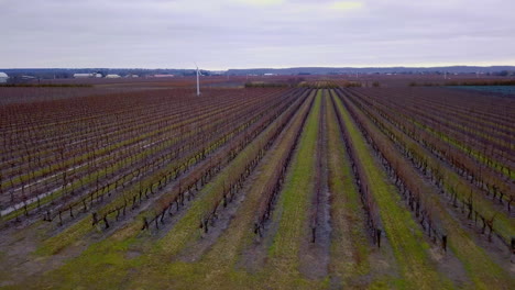 aerial flying fast over wine country vineyards in late winter