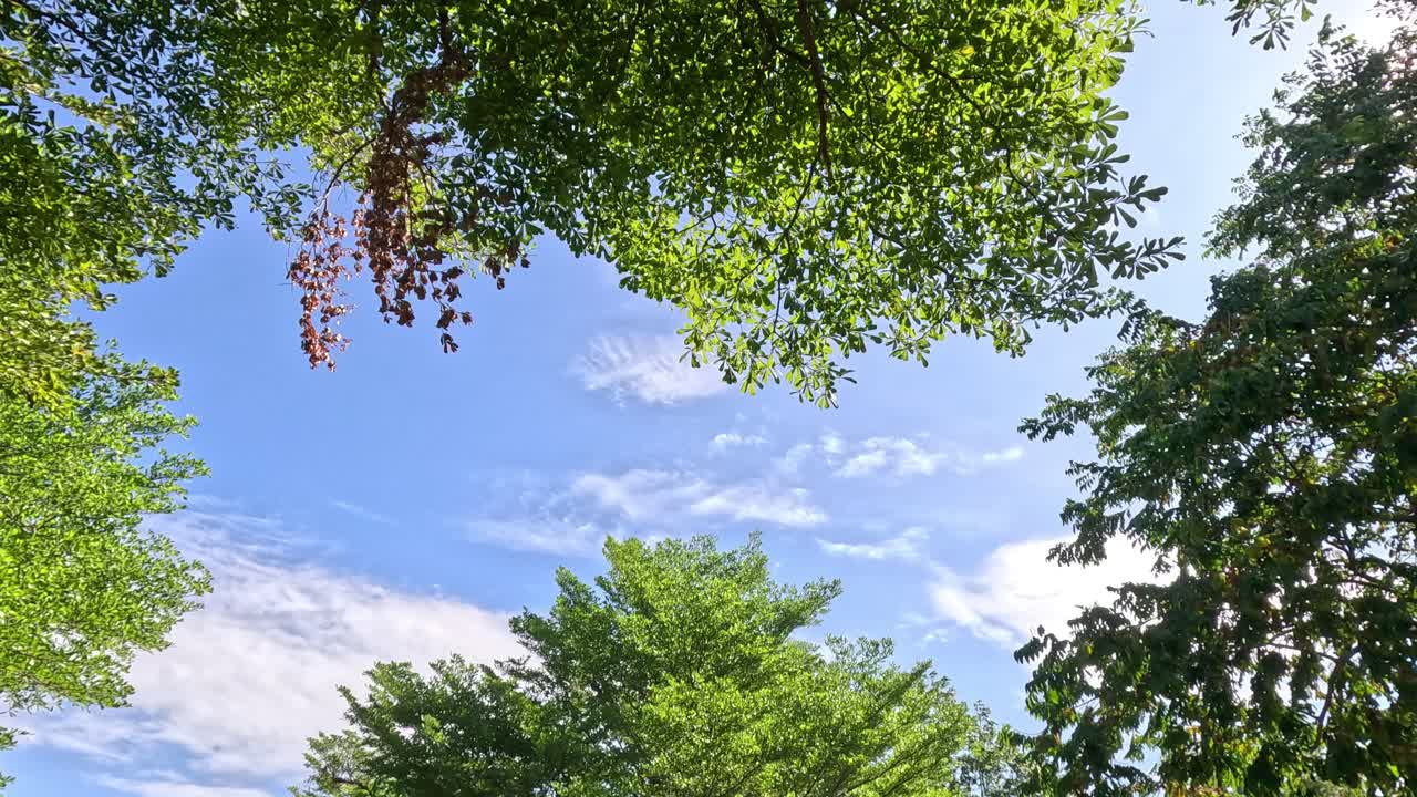 푸른 하늘을 배경으로 나무의 위쪽 전망.