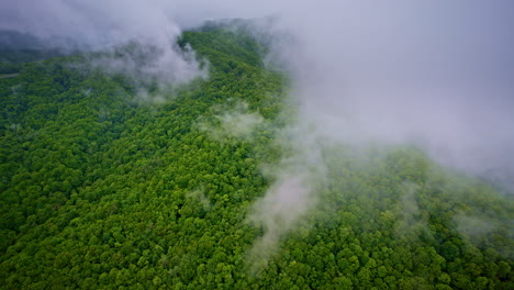 a soft cinematic glimpse of fog drifting through the smokies