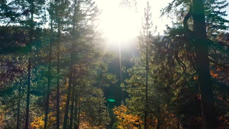 Durch-Die-Bäume-In-Die-Untergehende-Sonne-Fliegen