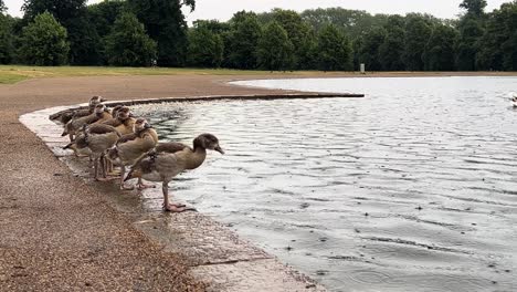 egyptian goose goslings drinking pond rainy day
