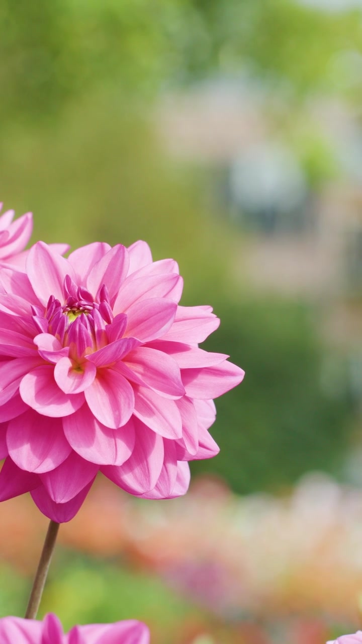 Bunga dahlia merah muda bergoyang lembut di luar ruangan, cahaya alami lembut, kedalaman bidang dangkal, warna-warna cerah.