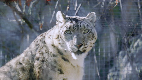 close up of snow leopard at zoo