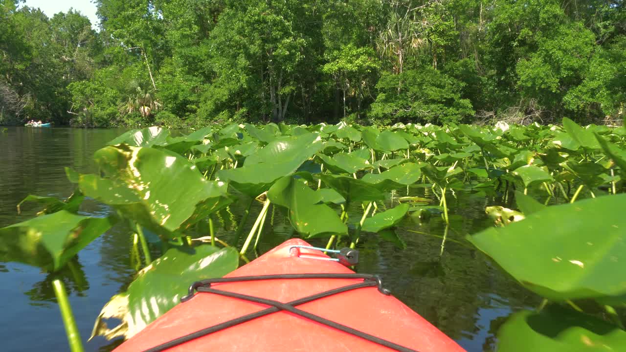 강은 정글의 열대우림을 가로질러 흐른다.