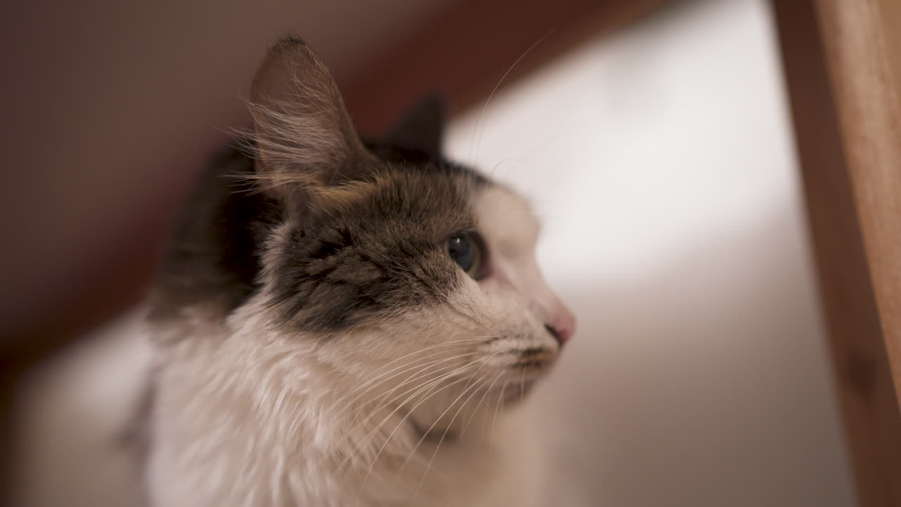 Close-up portrait of a fluffy domestic cat with long whiskers looking far away.