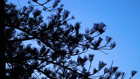 time-lapse of pine branches swaying gently