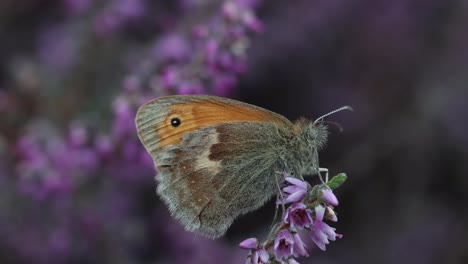 A Small Heath Butterfly, Coenonympha pamphilus, resting on Heather flowers in late Summer. UK
