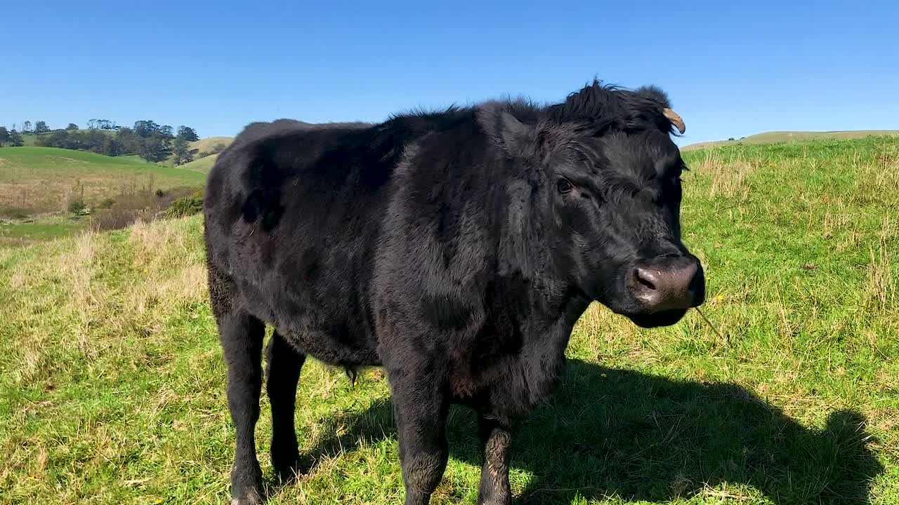 vaca negra arrojando la cabeza en pastos verdes con cielo azul de fondo