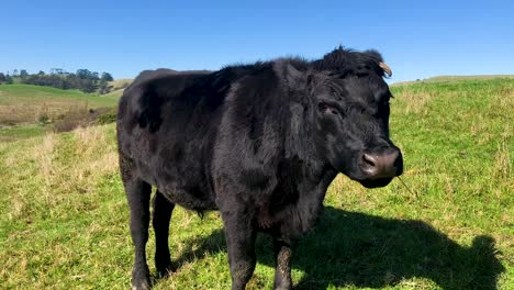 Black-cow-tossing-head-in-green-pastures-with-blue-sky-in-background