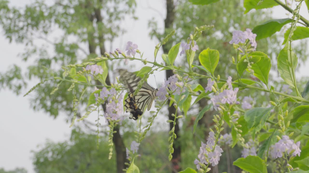 mariposas coloridas ocupadas dentro de las flores