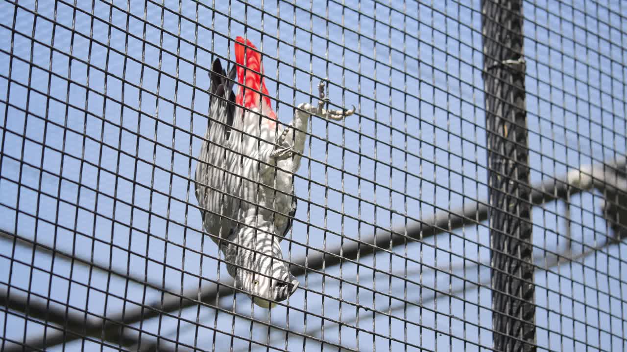 African Grey parrot hanging on the cage, bright blue sky