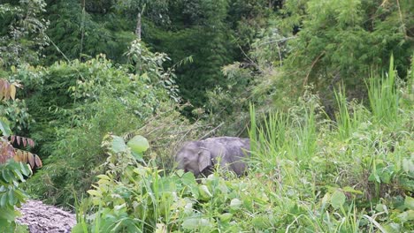 wild asian elephant in the distance eating some grass in thailand