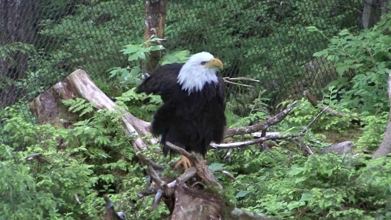 Adult Bald eagle sitting on a tree trunk in Alaska
